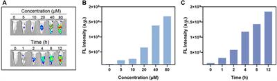 Exploring the sonodynamic effects of bacteriochlorophyll a